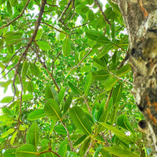 画像をギャラリービューアに読み込む, 【お一人様1点限り】 沖縄県産タマヌオイル フローラルグリーンの香り 10㎖(500円Offクーポンプレゼント)