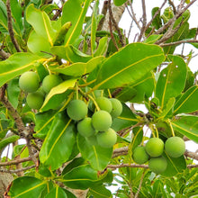 画像をギャラリービューアに読み込む, 【お一人様1点限り】 沖縄県産タマヌオイル フローラルグリーンの香り 10㎖(500円Offクーポンプレゼント)