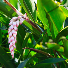 画像をギャラリービューアに読み込む, 沖縄県産タマヌインフューズドオイル 月桃 30㎖(約90日分)