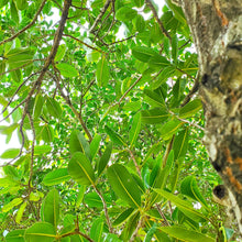 画像をギャラリービューアに読み込む, 沖縄県産タマヌオイル フローラルグリーンの香り 交換用 10㎖(約30日分)