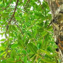 画像をギャラリービューアに読み込む, 沖縄県産タマヌオイル 100% Pure Oil 交換用 10㎖(約30日分)