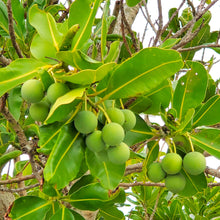 画像をギャラリービューアに読み込む, 沖縄県産タマヌオイル フローラルグリーンの香り 10㎖(約30日分)