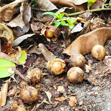 画像をギャラリービューアに読み込む, 沖縄県産タマヌオイル フローラルグリーンの香り 交換用 10㎖(約30日分)