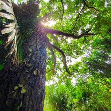 画像をギャラリービューアに読み込む, 沖縄県産タマヌオイル 100% Pure Oil 10㎖(約30日分)