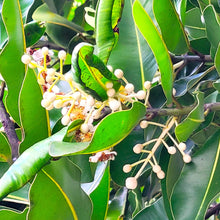 画像をギャラリービューアに読み込む, 沖縄県産タマヌオイル　フローラルグリーンの香り　30㎖（約60日分）
