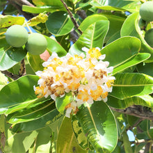 画像をギャラリービューアに読み込む, 沖縄県産タマヌオイル　フローラルグリーンの香り　30㎖（約60日分）

