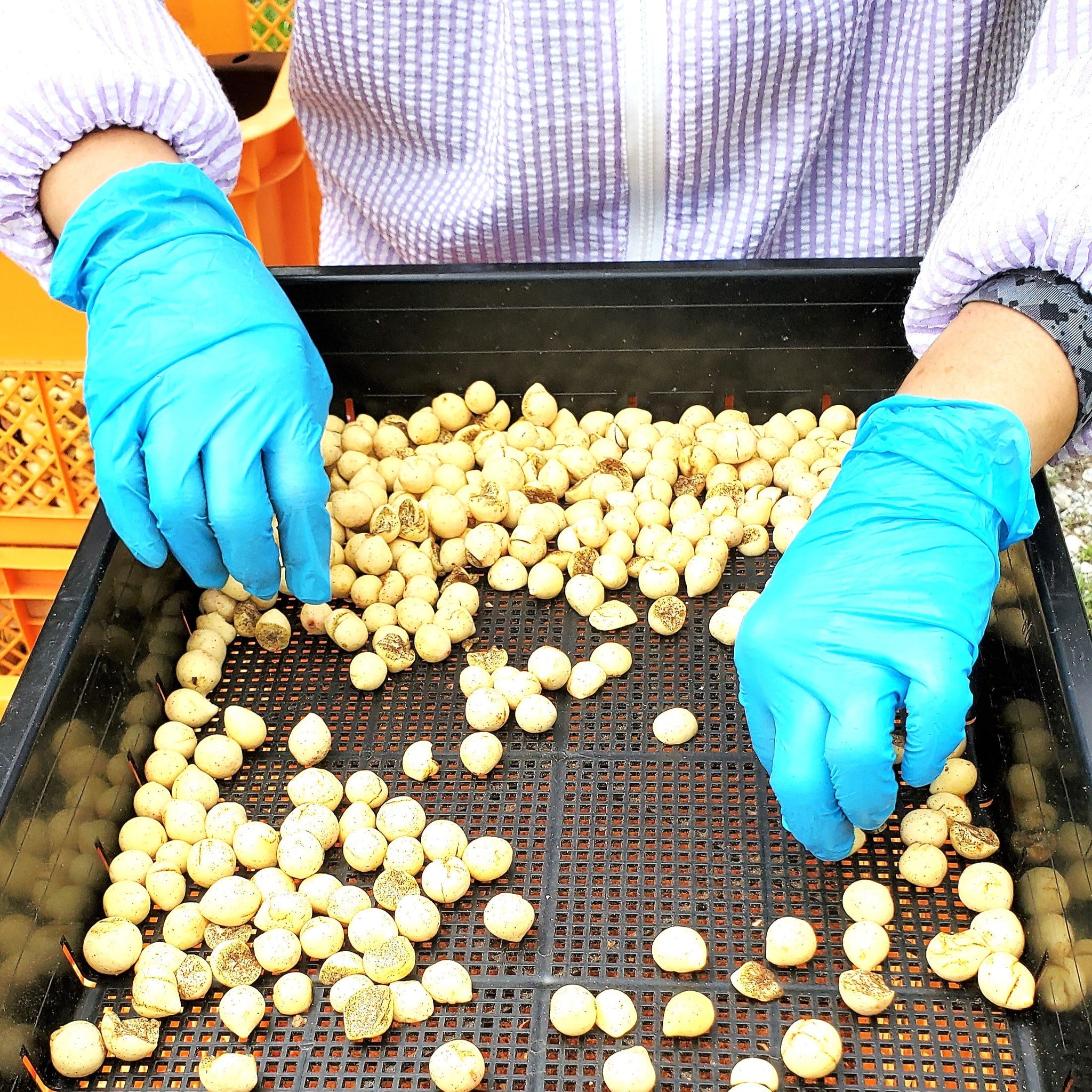 お一人様1点限り】 沖縄県産タマヌオイル 100% Pure Oil 10㎖（500円